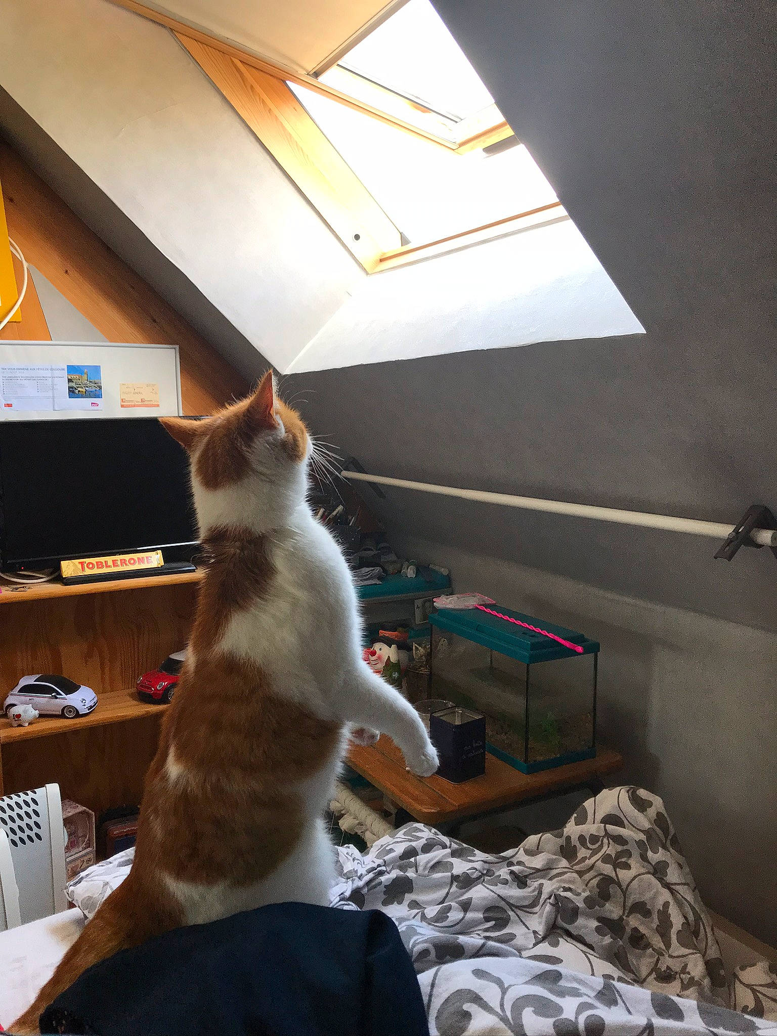 Clochette a rejoint le concours — aidez-le/la à gagner de superbes lots ! aegean_cat, carnivore, cat, domestic_short_haired_cat, european_shorthair, felidae, fur, kitten, leg, room, small_to_medium_sized_cats, tail, turkish_van, whiskers