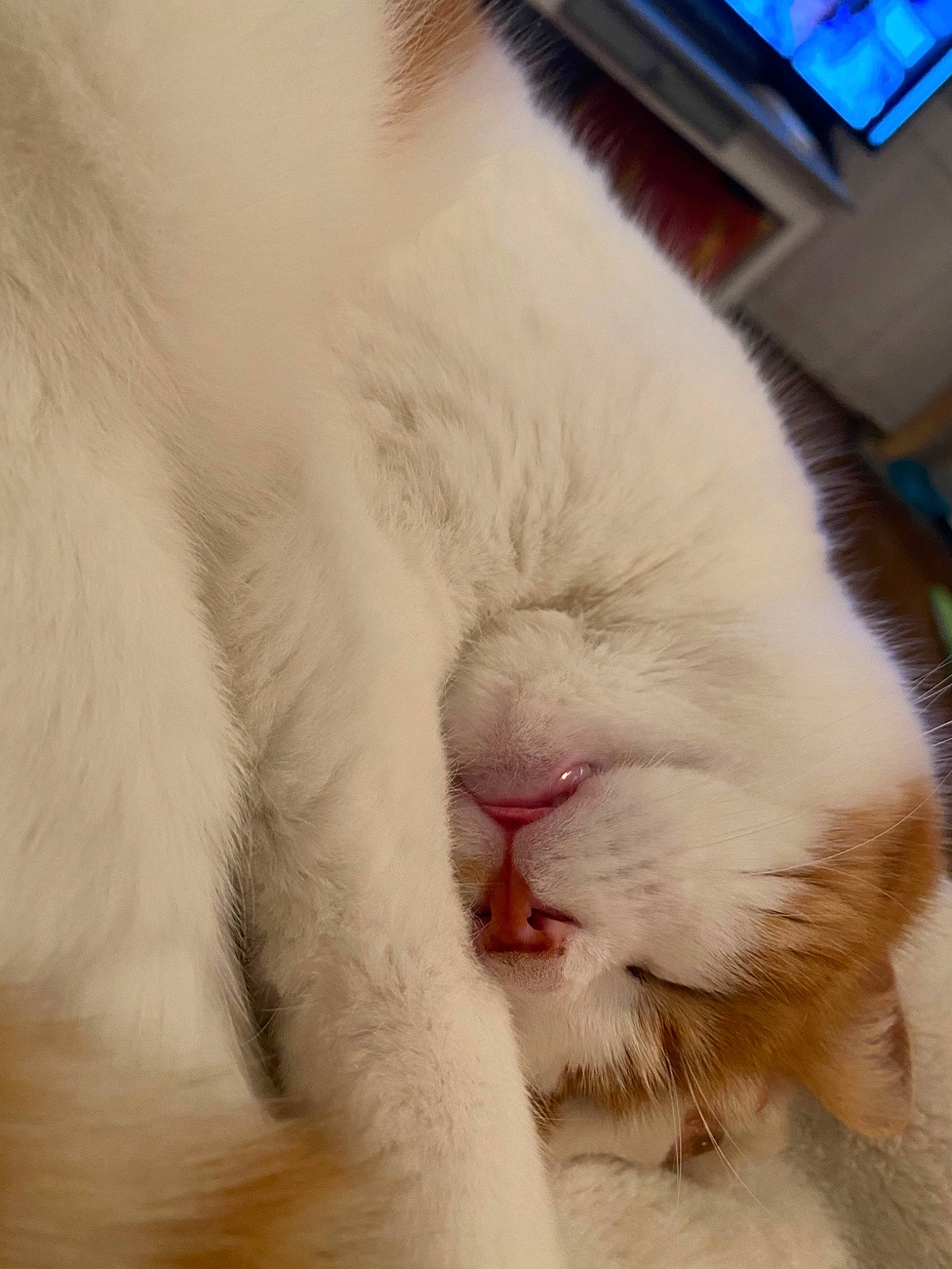 Clochette participe au concours pour gagner de l'argent avec cette photo : aegean_cat, carnivore, cat, claw, close_up, eye, fawn, felidae, fur, nap, nose, paw, sleep, small_to_medium_sized_cats, snout, turkish_van, whiskers