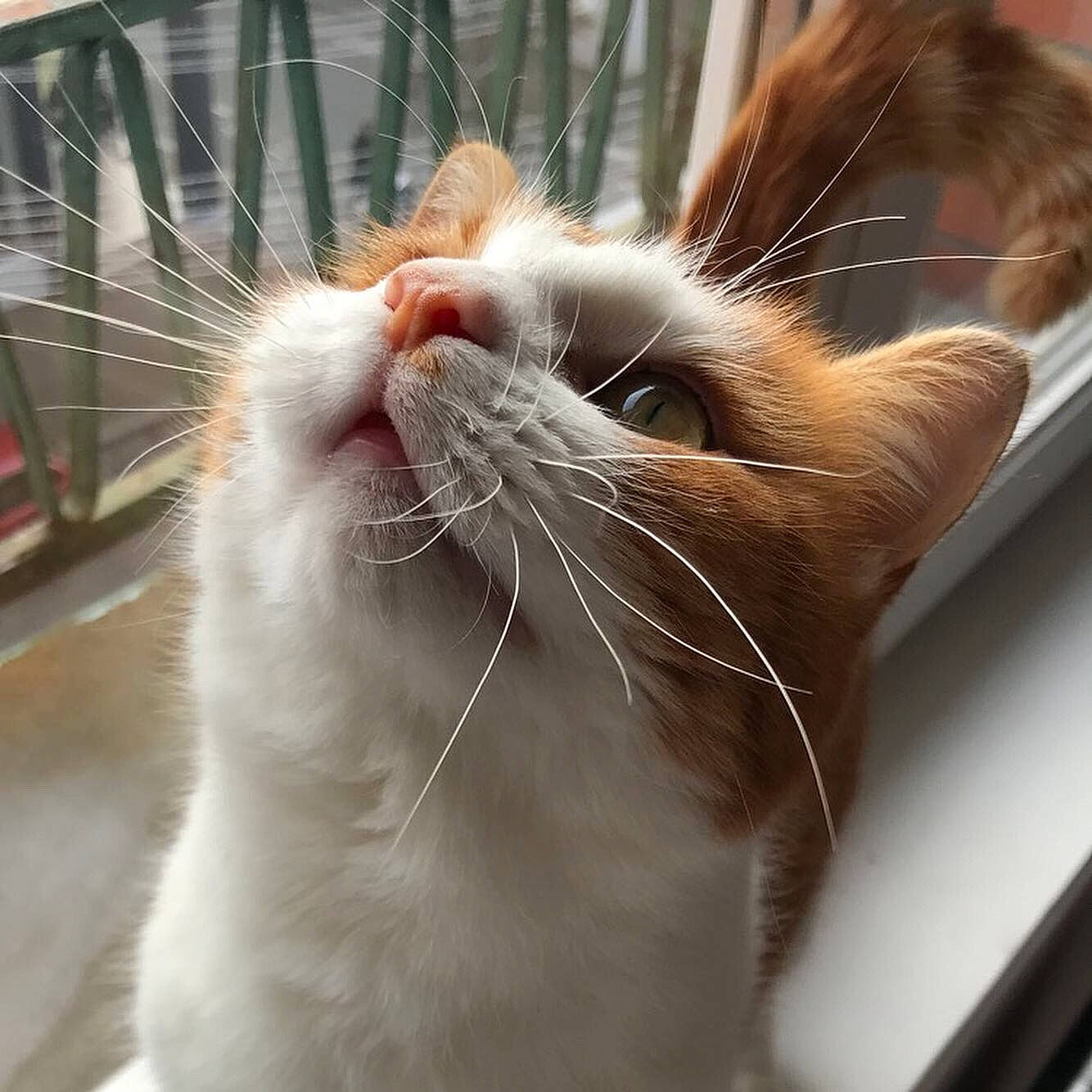 Clochette participe au concours pour gagner de l'argent avec cette photo : aegean_cat, asian, british_semi_longhair, carnivore, cat, close_up, domestic_short_haired_cat, european_shorthair, facial_expression, fawn, felidae, fur, nose, polydactyl_cat, small_to_medium_sized_cats, snout, turkish_van, whiskers