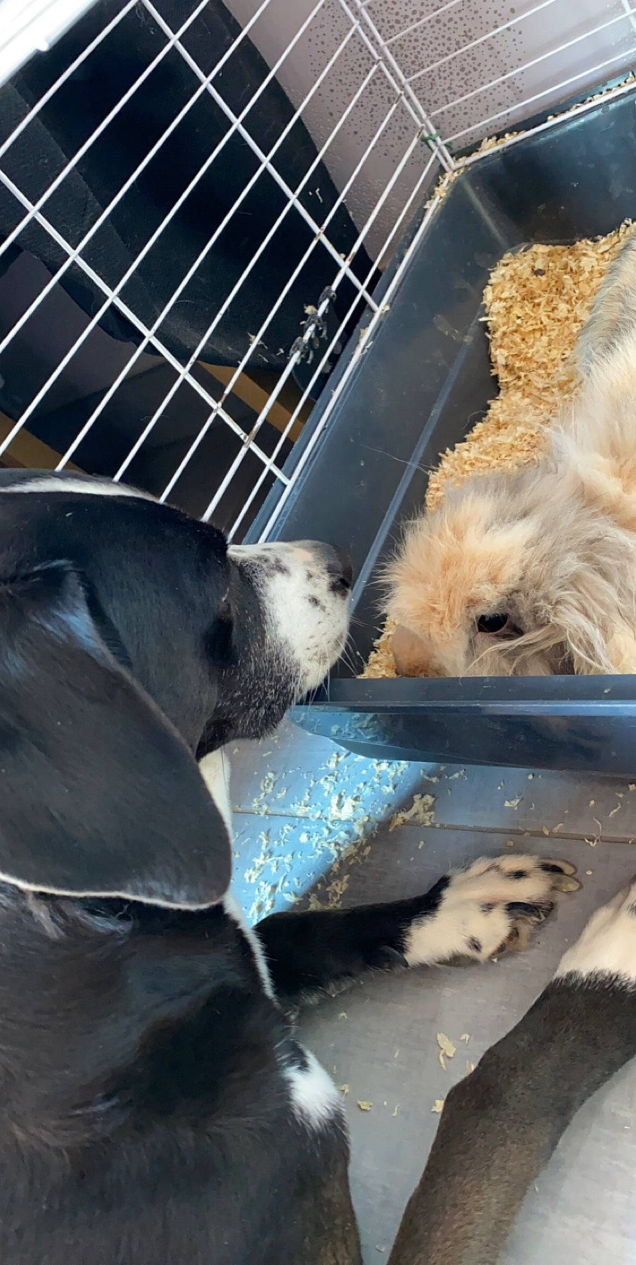 Coquillette a rejoint le concours — aidez-le/la à gagner de superbes lots ! american_cocker_spaniel, animal_shelter, canidae, carnivore, dog, dog_breed, snout, sporting_group