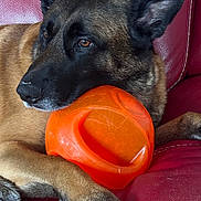 Raven participe au concours pour gagner de l'argent avec cette photo : dog, toy, orange, red_leather_couch, pet, canine, resting, paws, closeup, indoor, fur, ears, face, animal, domestic_animal, relaxed, portrait, snout, brown_fur, black_fur