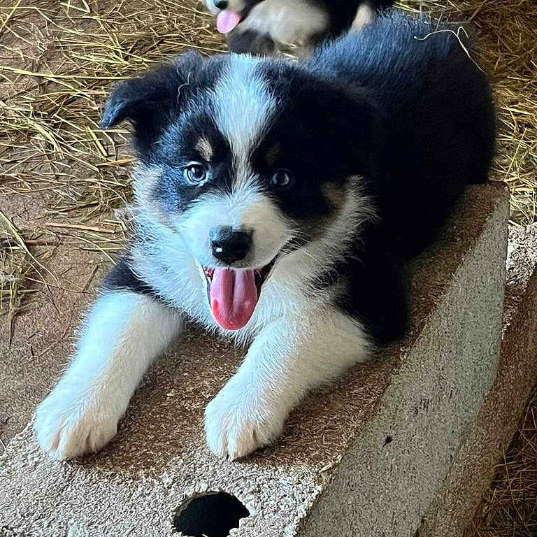 Atlas participe au concours pour gagner de l'argent avec cette photo : adorable, animal, black_and_white, closeup, concrete_block, cute, dog, fur, happy, hay, mammal, nature, outdoor, pet, playful, puppy, resting, tongue_out, two_puppies, young