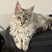 Alchimy a rejoint le concours — aidez-le/la à gagner de superbes lots ! animal, black_container, cat, closeup, container, curious, domestic_cat, ears, feline, fluffy, fur, gray_cat, indoor, long_hair, pet, portrait, relaxed, resting, tail, whiskers