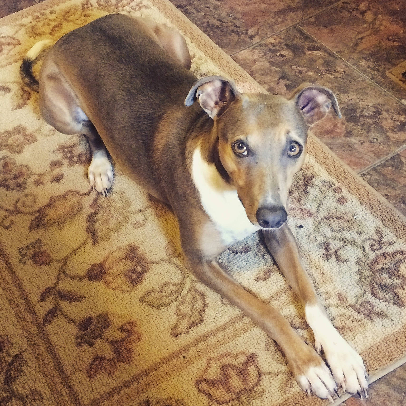 Leeroy joined the competition — help win amazing prizes! azawakh, canidae, carnivore, companion_dog, dog, dog_breed, fawn, galgo_espanol, greyhound, hortaya_borzaya, italian_greyhound, lurcher, magyar_agar, mammal, polish_greyhound, sighthound, sloughi, snout, vertebrate, whippet