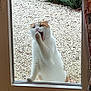 cat, white_cat, orange_cat, glass_door, paw, outdoor, gravel, plants, curtains, window, door, pet, animal, yawning, meowing, garden, greenery, domestic_cat, fluffy, feline