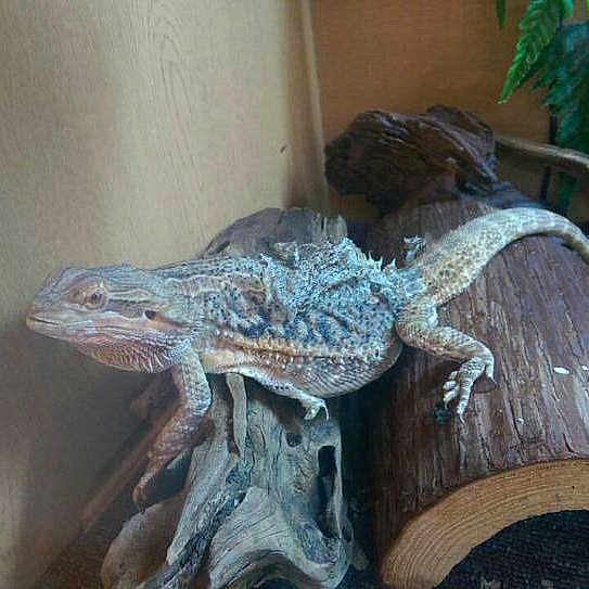 Dylan