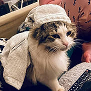 Bruno a rejoint le concours — aidez-le/la à gagner de superbes lots ! animal, brown, cat, closeup, couch, cozy, domestic, eyelash_print, fluffy, furniture, human_arm, indoor, knitted_hat, knitted_sweater, pajamas, pet, relaxed, remote_control, sitting, white