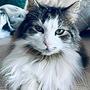 Bruno participe au concours pour gagner de l'argent avec cette photo : animal, cat, close_up, couch, cute, domestic_animal, face, feline, fluffy, fur, green_eyes, indoor, laying, long_hair, paw, pet, portrait, relaxed, sofa, whiskers