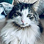 animal, cat, close_up, couch, cute, domestic_animal, face, feline, fluffy, fur, green_eyes, indoor, laying, long_hair, paw, pet, portrait, relaxed, sofa, whiskers
