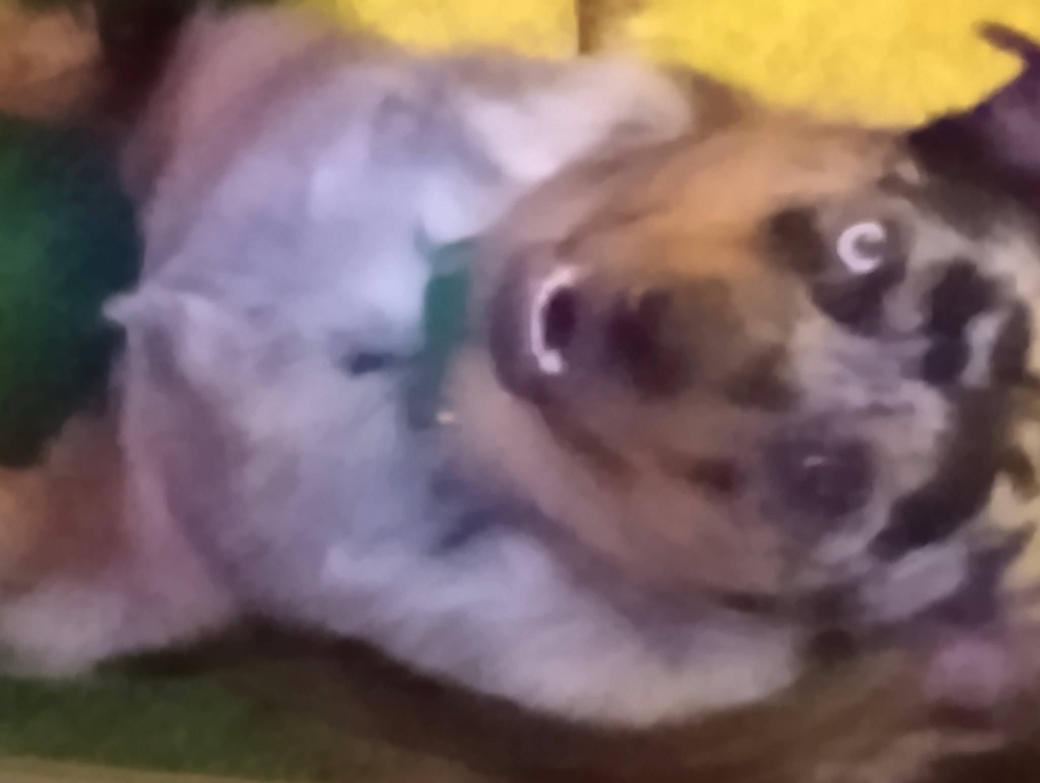 Baby joined the competition — help win amazing prizes! canidae, carnivore, companion_dog, dog, dog_breed, dog_supply, ear, fawn, fur, non_sporting_group, pet_supply, snout, sporting_group, terrestrial_animal, working_animal