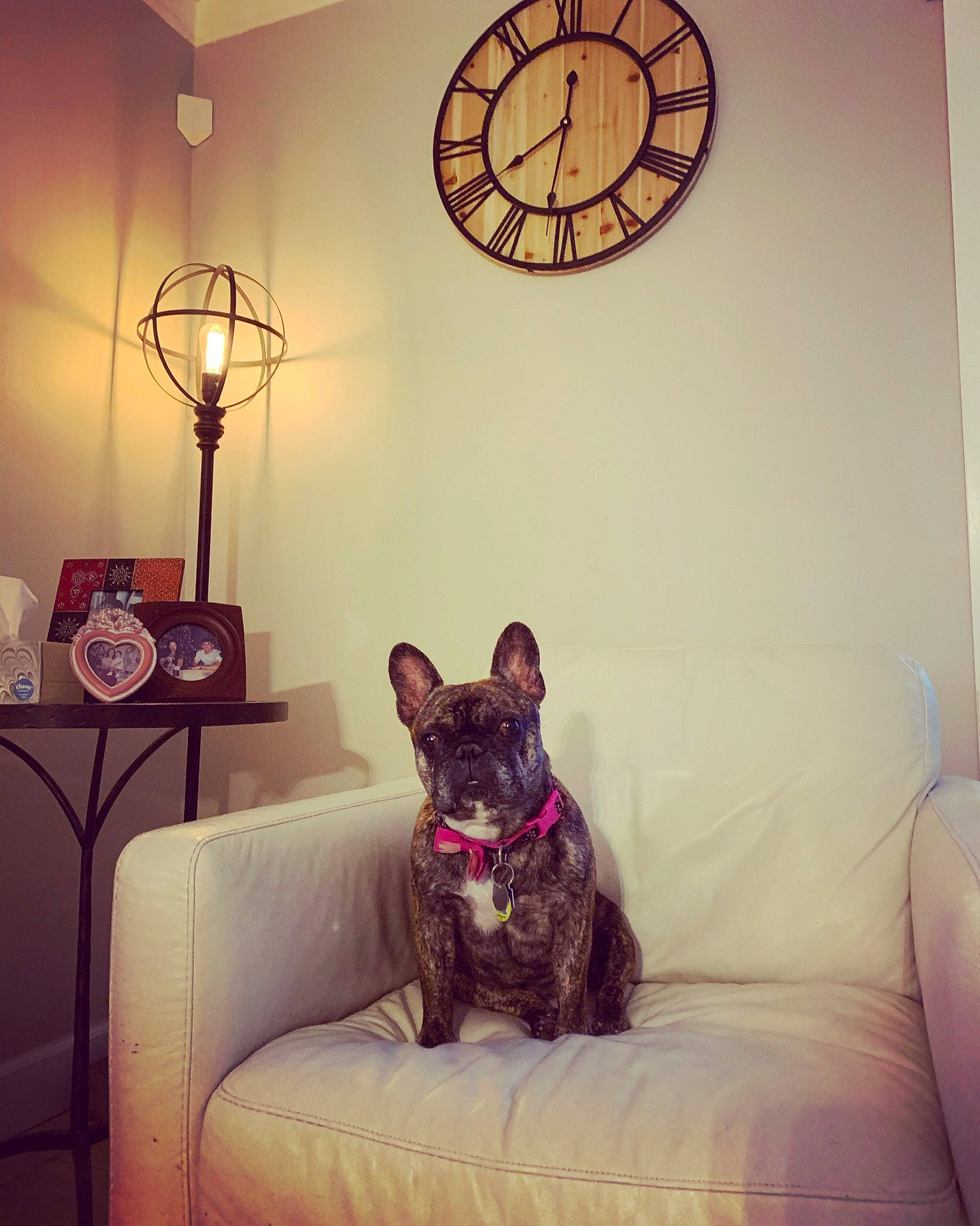 Bijou is registered to the contest to win money with this photo: carnivore, clock, comfort, companion_dog, couch, dog, dog_breed, fawn, floor, flooring, furniture, interior_design, lamp, light, lighting, living_room, purple, room, tints_and_shades, window