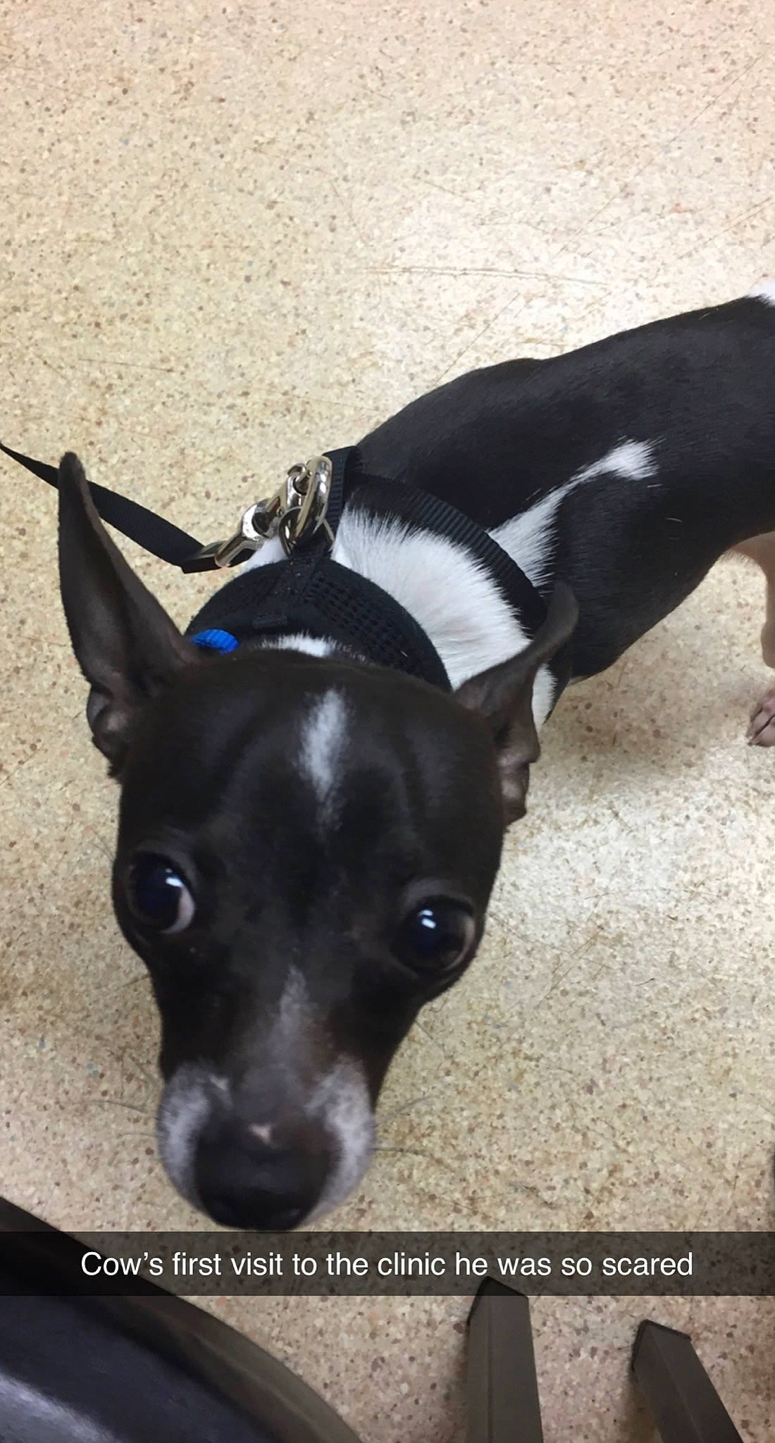 Cow joined the competition — help win amazing prizes! canidae, carnivore, collar, companion_dog, dog, dog_breed, dog_collar, ear, fawn, fur, jaw, paw, pet_supply, snout, sporting_group, tail, terrestrial_animal, toy_dog, whiskers, working_animal