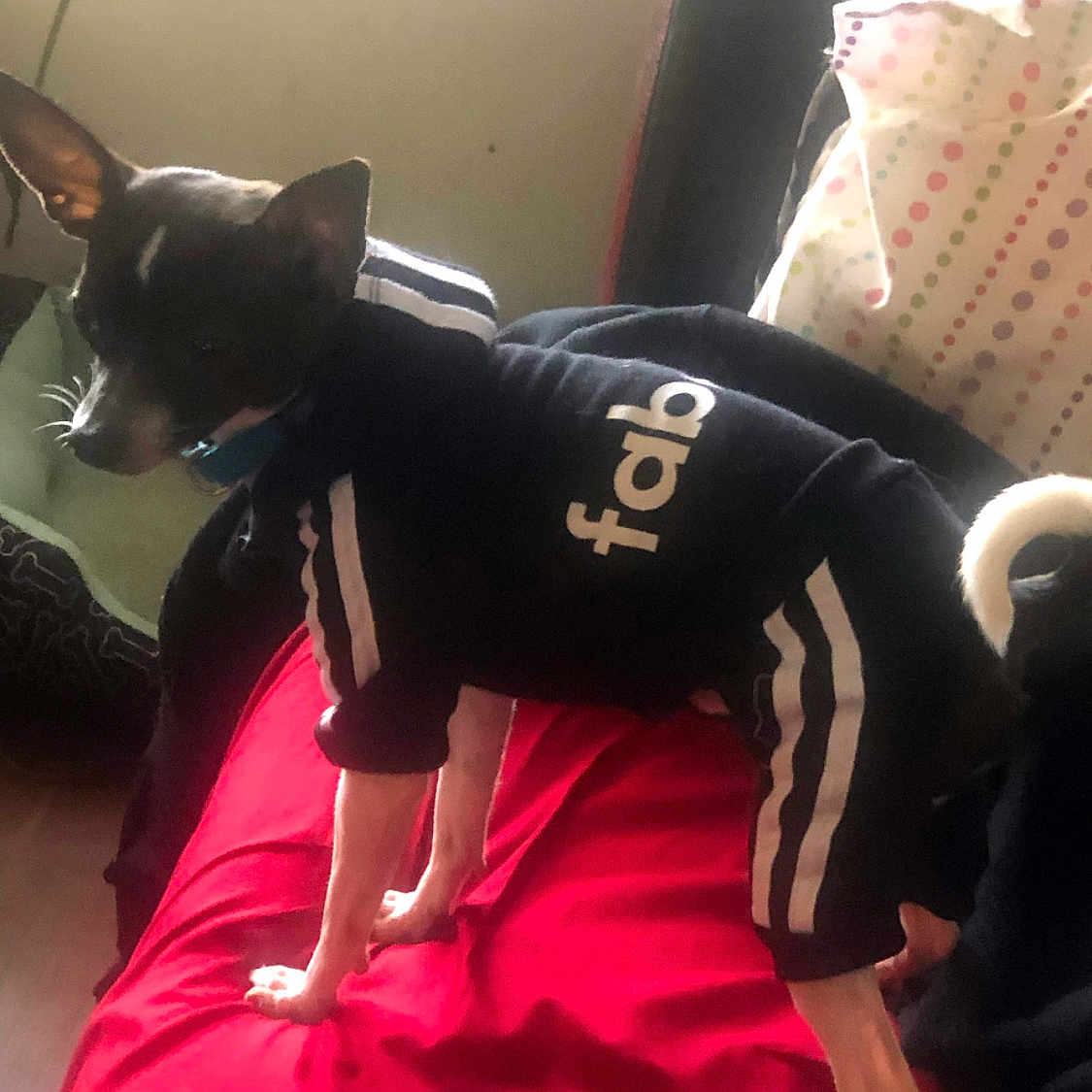 Cow is registered to the contest to win money with this photo: canidae, carmine, carnivore, comfort, companion_dog, dog, dog_breed, fawn, fictional_character, human_leg, magenta, non_sporting_group, pattern, snout, sporting_group, sportswear, tail, toy, toy_dog, working_animal
