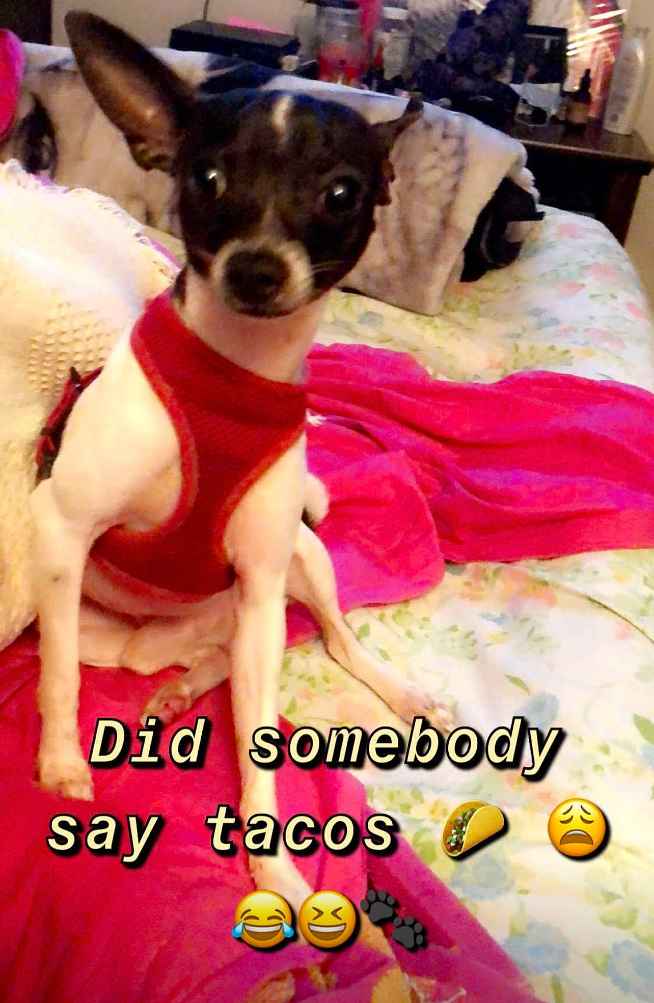 Cow joined the competition — help win amazing prizes! advertising, carnivore, chihuahua, comfort, companion_dog, dog, dog_breed, dog_supply, event, fawn, font, fur, happy, magenta, paw, photo_caption, photography, pink, toy_dog, working_animal