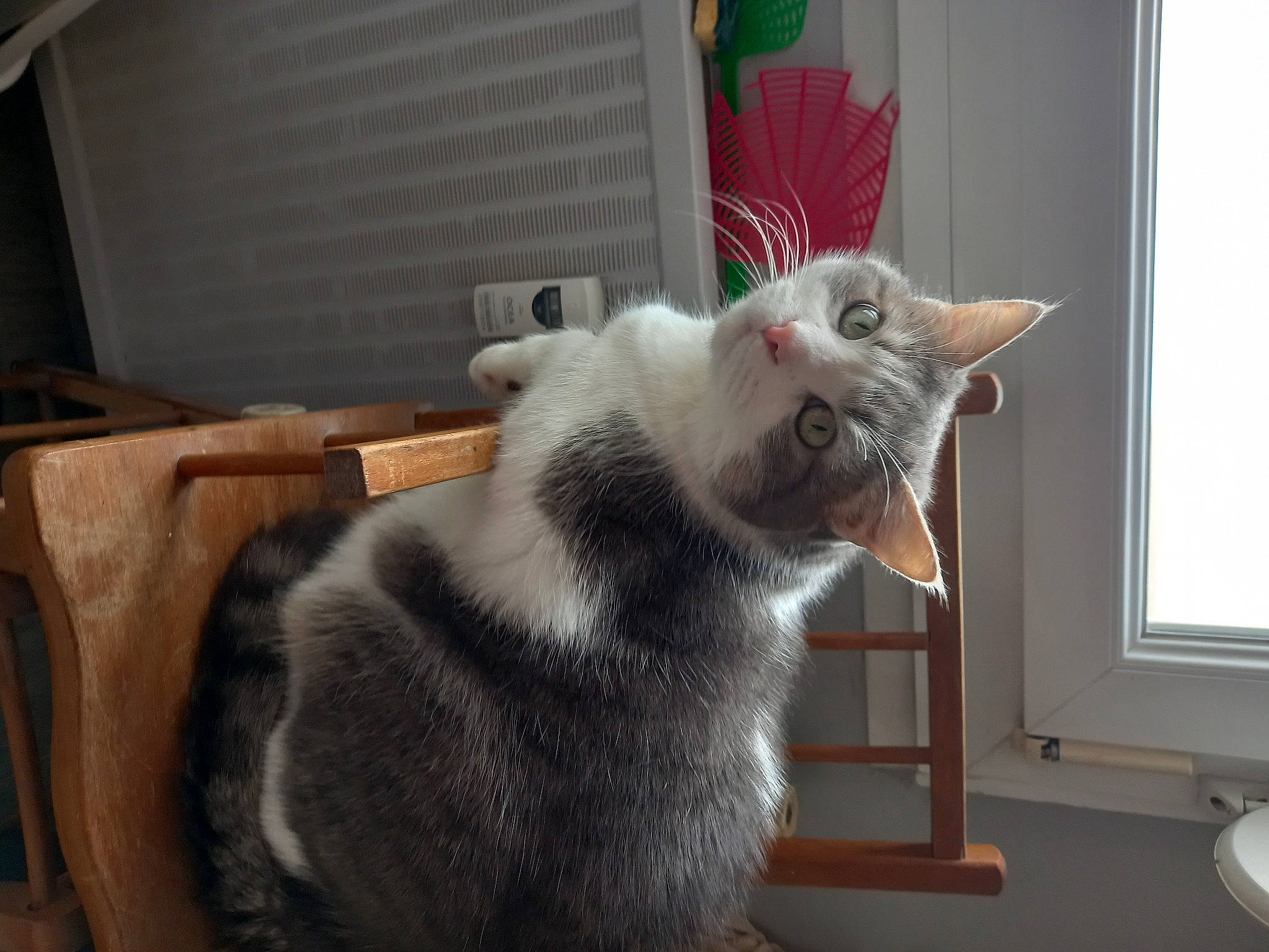 Tomy participe au concours pour gagner de l'argent avec cette photo : carnivore, cat, cat_furniture, cat_supply, chair, claw, comfort, domestic_short_haired_cat, felidae, fur, paw, room, small_to_medium_sized_cats, snout, tail, whiskers, window, window_blind