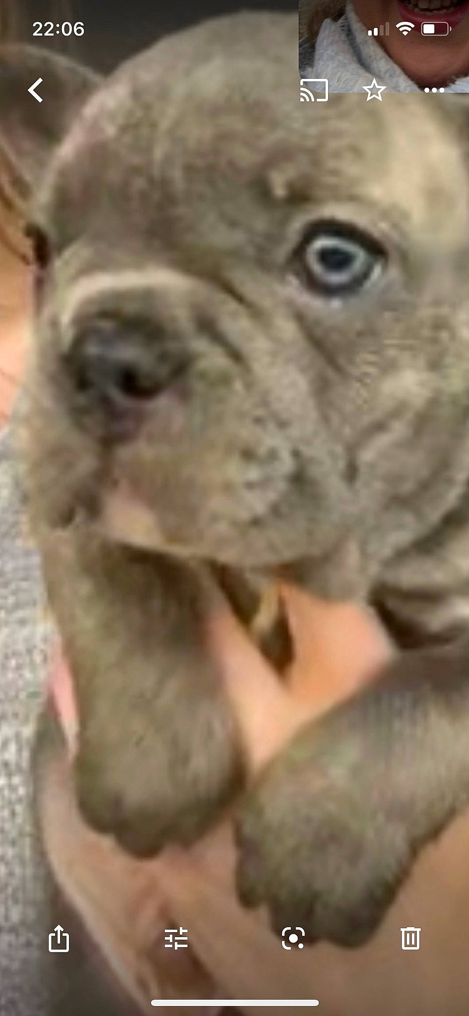 Blu joined the competition — help win amazing prizes! ancient_dog_breeds, bulldog, canidae, carnivore, companion_dog, dog, dog_breed, ear, fawn, giant_dog_breed, liver, ori_pei, snout, sporting_group, terrestrial_animal, toy_dog, whiskers, working_animal, working_dog, wrinkle