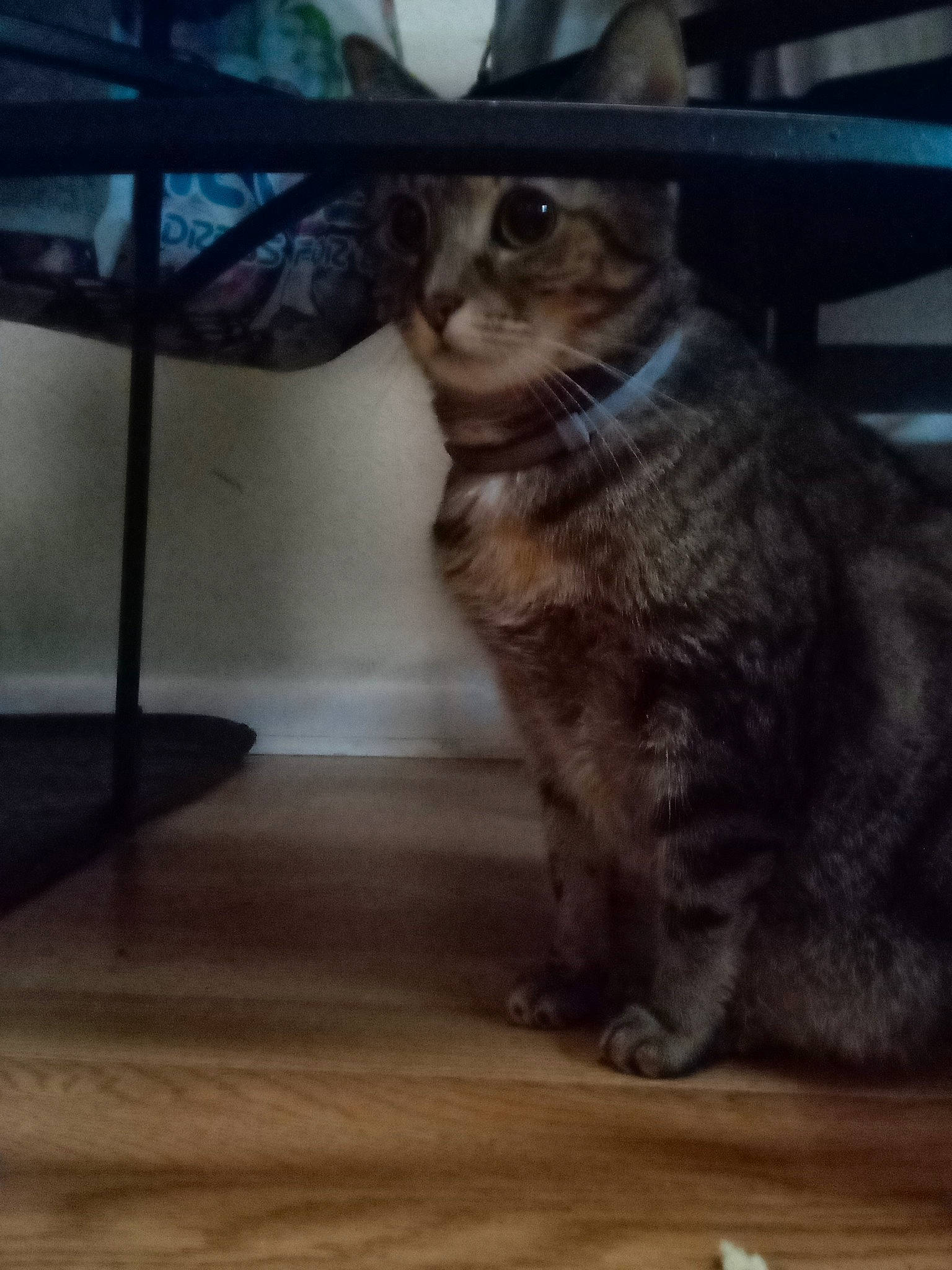 Lulu joined the competition — help win amazing prizes! carnivore, cat, domestic_short_haired_cat, felidae, floor, flooring, fur, hardwood, laminate_flooring, paw, plant, small_to_medium_sized_cats, snout, tail, varnish, whiskers, window, wood, wood_flooring, wood_stain