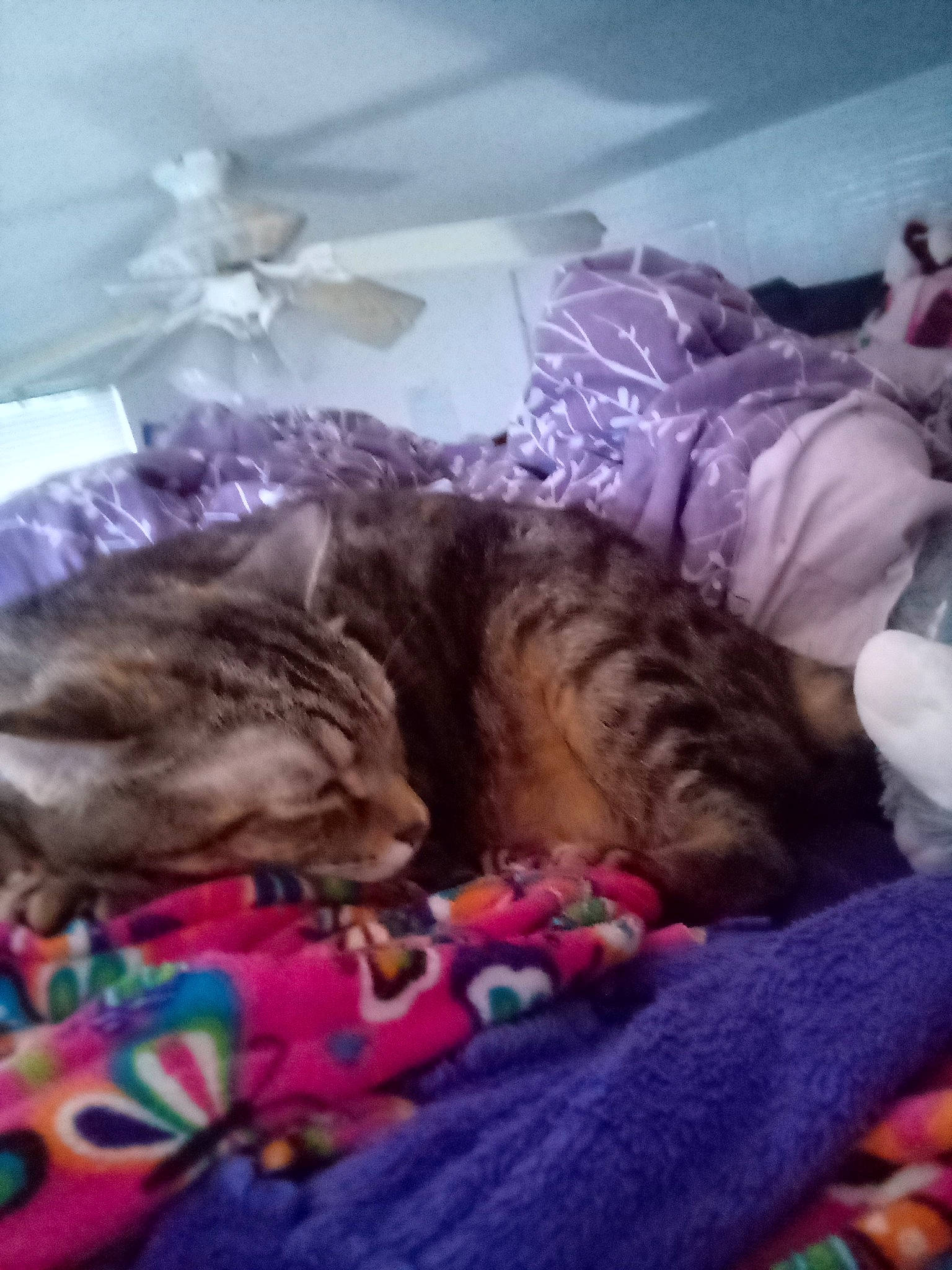 Lulu is registered to the contest to win money with this photo: bed, bedding, canidae, carnivore, cat, cloud, comfort, domestic_short_haired_cat, felidae, fur, linens, magenta, mountain, nap, pink, room, sky, small_to_medium_sized_cats, textile, whiskers