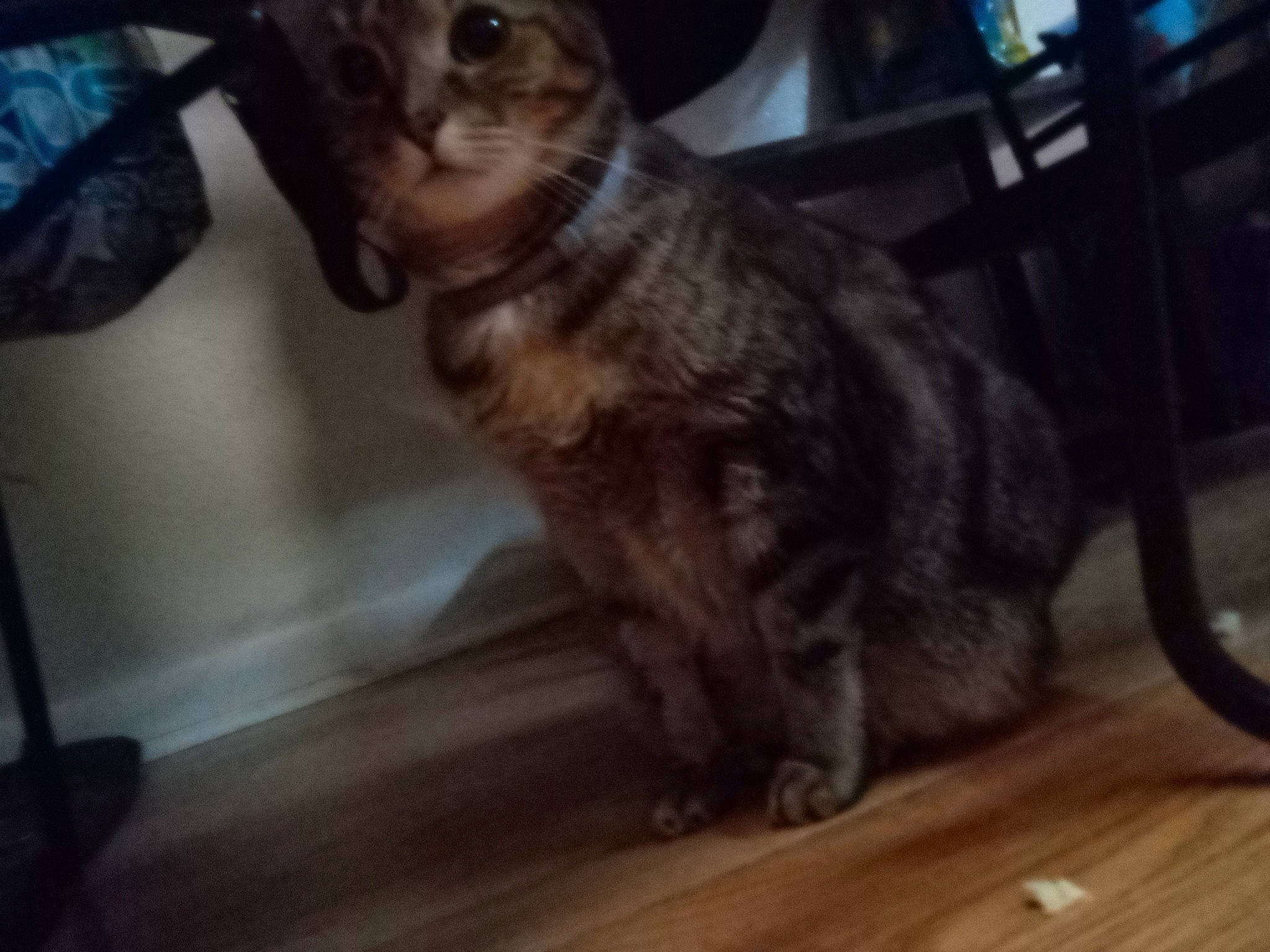 Lulu joined the competition — help win amazing prizes! carnivore, cat, chair, claw, comfort, domestic_short_haired_cat, felidae, flooring, fur, hardwood, laminate_flooring, mammal, plank, small_to_medium_sized_cats, terrestrial_animal, varnish, whiskers, wood, wood_flooring, wood_stain