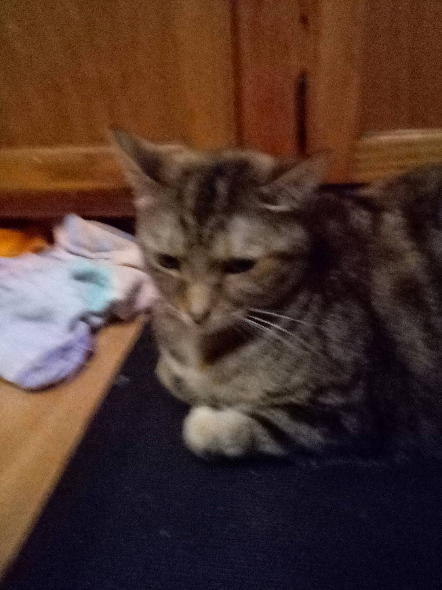 Lulu joined the competition — help win amazing prizes! carnivore, cat, claw, comfort, domestic_short_haired_cat, felidae, flooring, fur, hardwood, mammal, paw, sitting, small_to_medium_sized_cats, snout, table, tail, terrestrial_animal, vertebrate, whiskers, wood