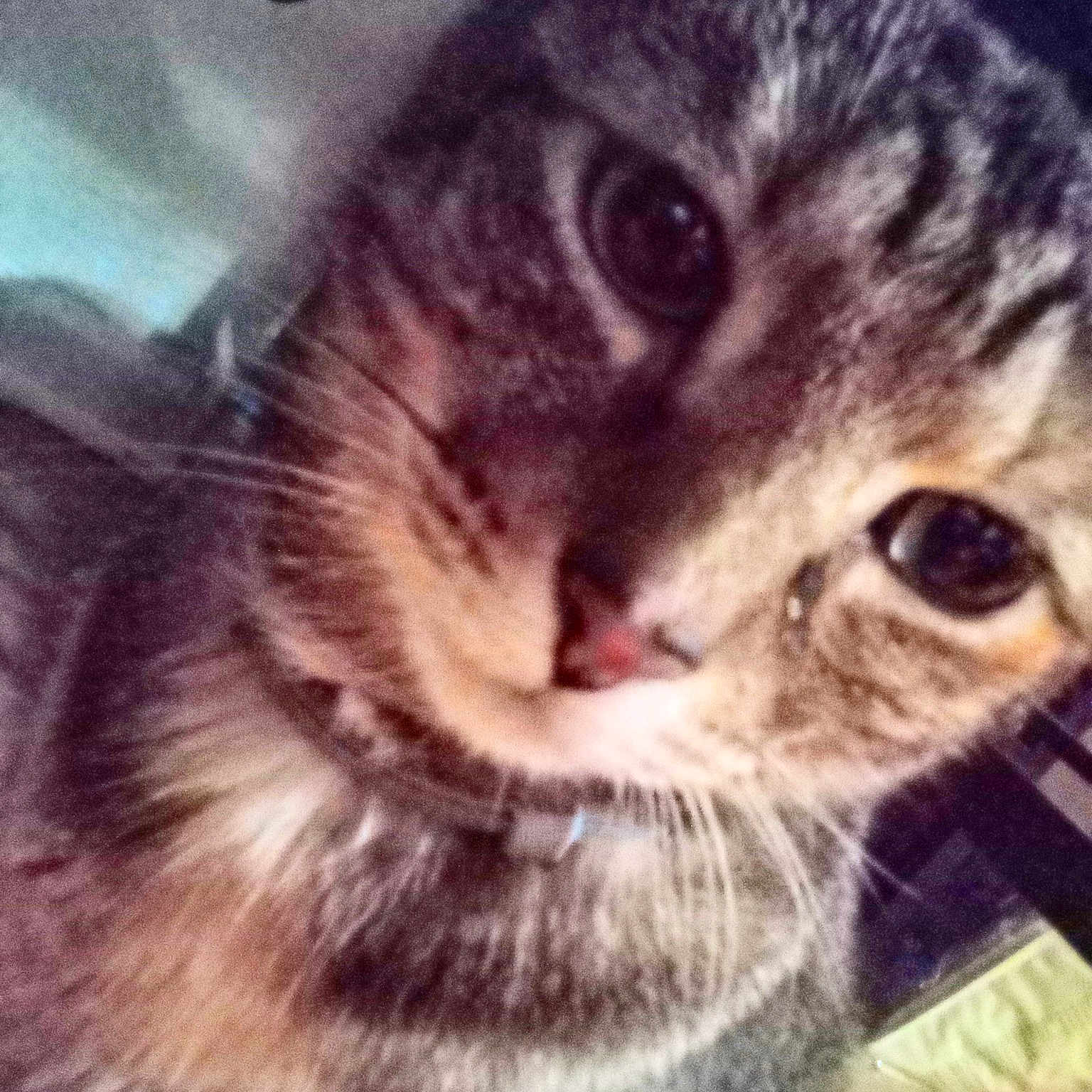 Lulu joined the competition — help win amazing prizes! carnivore, cat, cloud, domestic_short_haired_cat, felidae, fur, metal, meteorological_phenomenon, plant, sky, small_to_medium_sized_cats, snout, square, terrestrial_animal, whiskers, wildlife, window