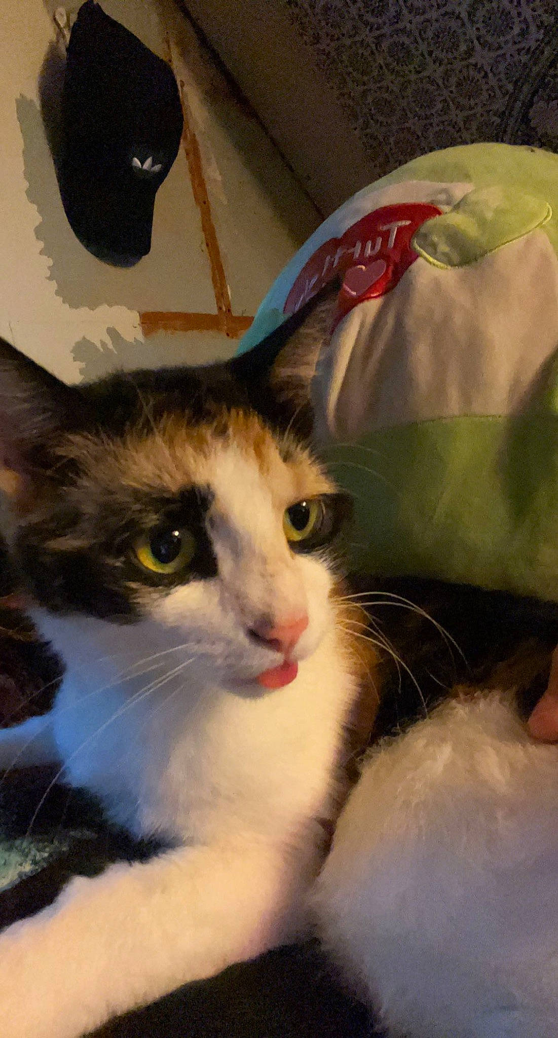 Juice is registered to the contest to win money with this photo: carnivore, cat, comfort, domestic_short_haired_cat, eye, felidae, fur, grass, paper_bag, small_to_medium_sized_cats, snout, whiskers