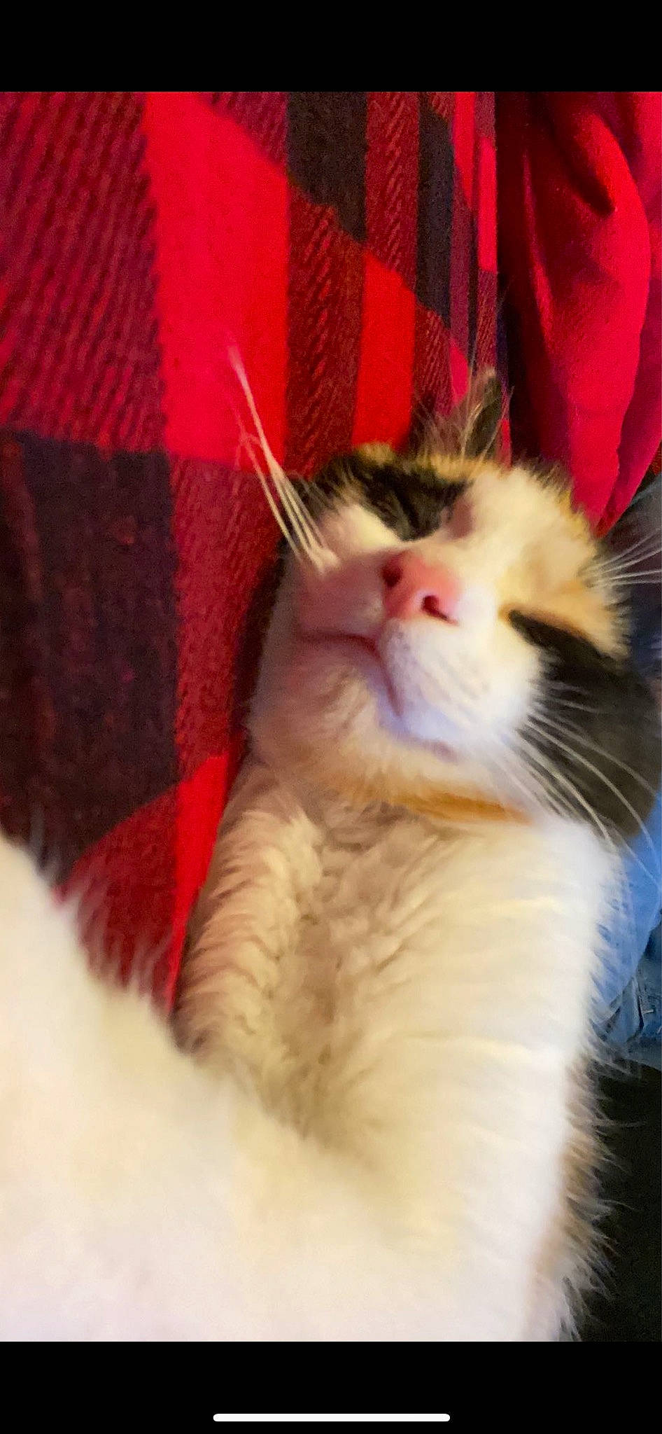 Juice is registered to the contest to win money with this photo: carnivore, cat, claw, comfort, domestic_short_haired_cat, felidae, fur, paw, small_to_medium_sized_cats, snout, tail, whiskers, window