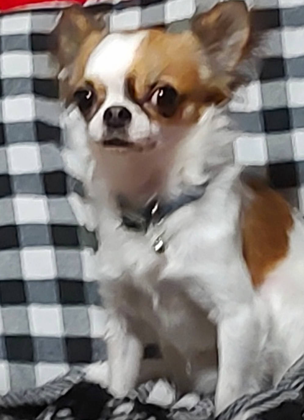 Dinky is registered to the contest to win money with this photo: canidae, carnivore, chihuahua, companion_dog, corgi_chihuahua, dog, dog_breed, dog_supply, fawn, fur, liver, pattern, pet_supply, plaid, snout, sporting_group, terrestrial_animal, toy_dog, whiskers, working_animal