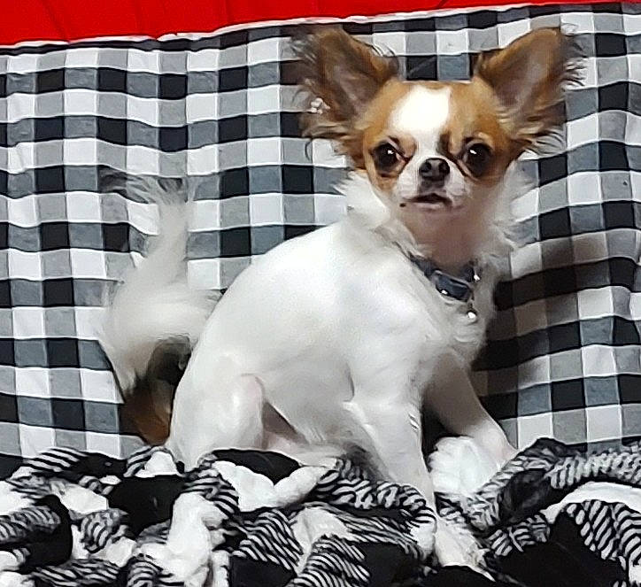 Dinky is registered to the contest to win money with this photo: carnivore, chihuahua, comfort, companion_dog, dog, dog_breed, dog_supply, eyewear, fawn, linens, mammal, pattern, sleeve, snout, tartan, toy_dog, vertebrate, whiskers, white, working_animal