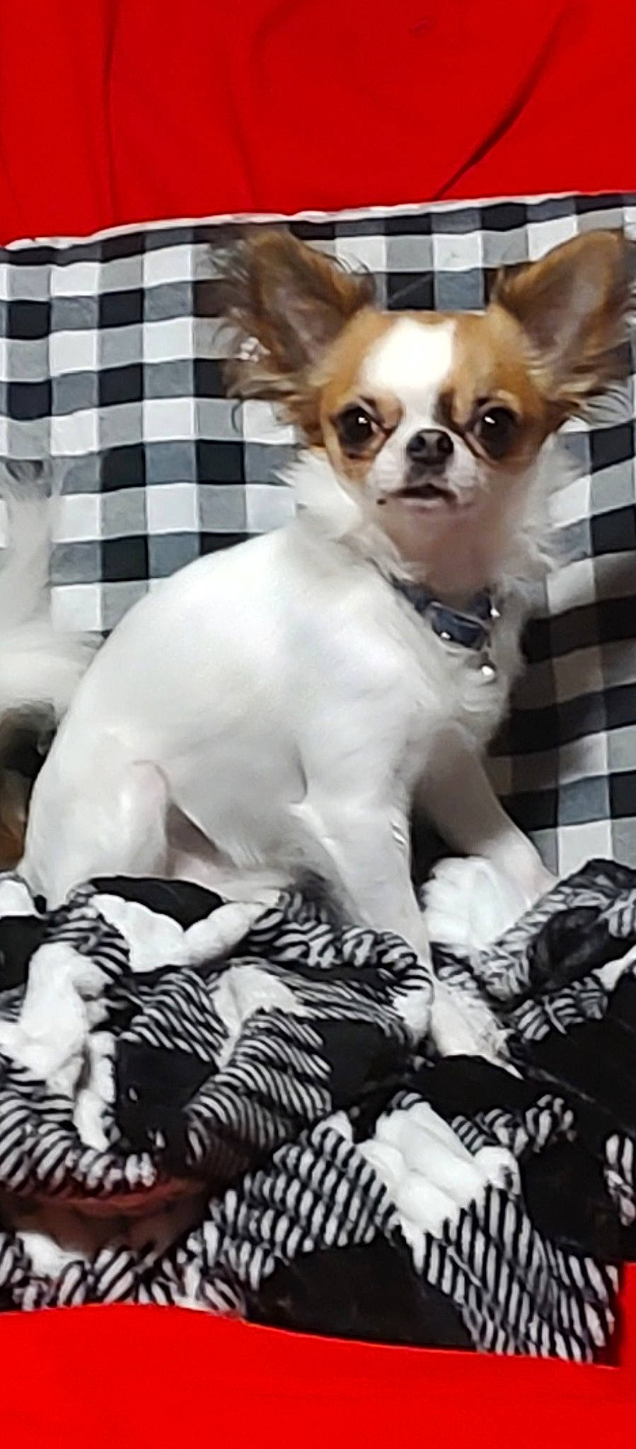 Dinky joined the competition — help win amazing prizes! canidae, carnivore, chihuahua, companion_dog, dog, dog_breed, dog_supply, event, fawn, fur, pattern, russkiy_toy, snout, sporting_group, tartan, terrestrial_animal, toy_dog, whiskers, white, working_animal