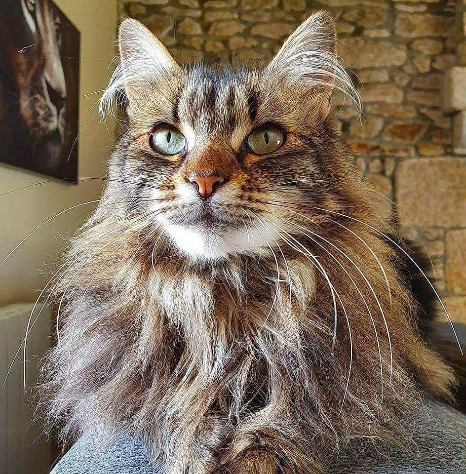 Miya participe au concours pour gagner de l'argent avec cette photo : brick, brickwork, carnivore, cat, claw, domestic_short_haired_cat, felidae, fur, hair, maine_coon, mortar, paw, small_to_medium_sized_cats, snout, terrestrial_animal, whiskers, window