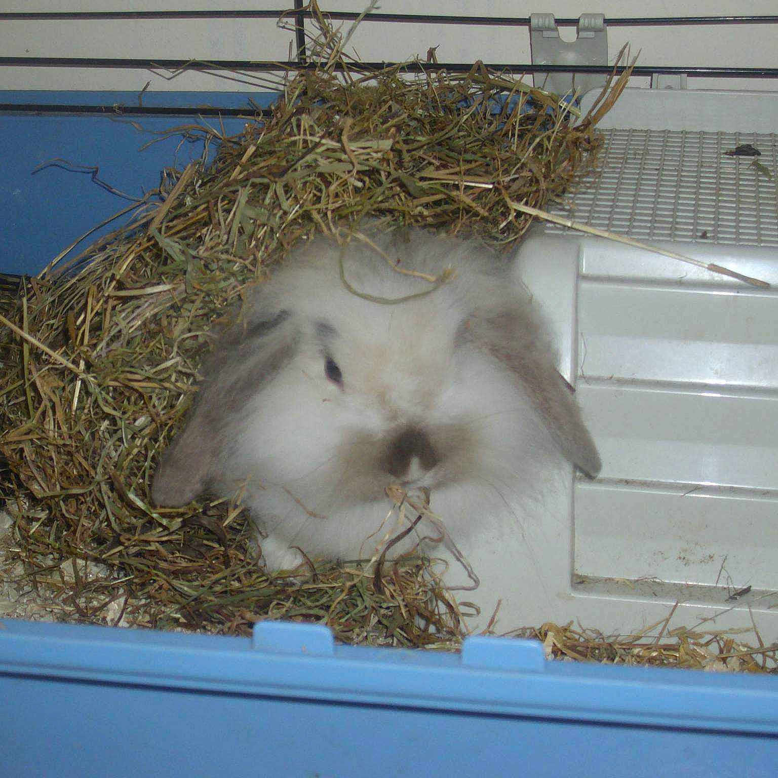 Squeak