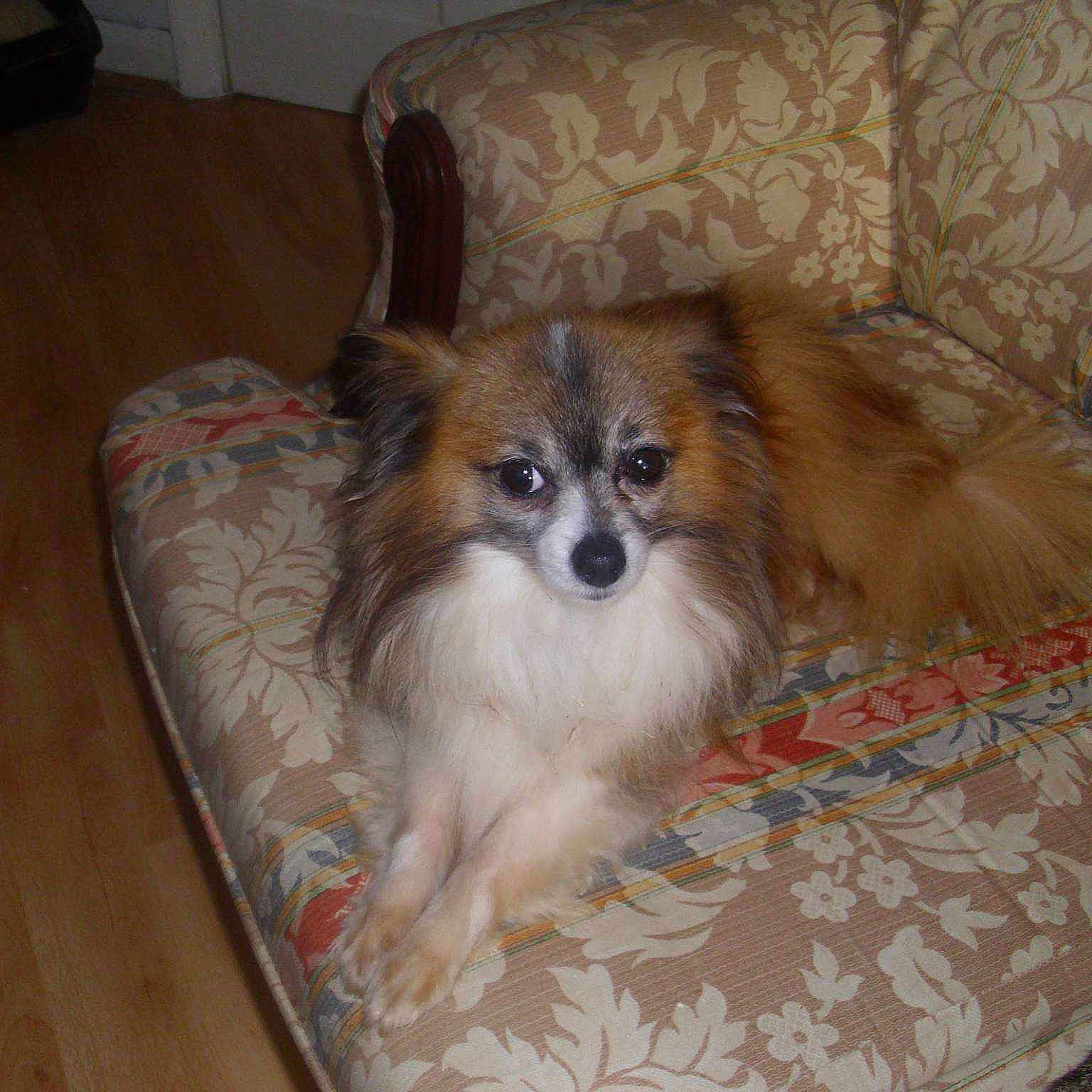 Henry joined the competition — help win amazing prizes!