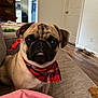 pug, dog, bandana, pet, indoor, couch, furniture, wood_floor, dog_biscuit, tongue_out, brown_dog, small_dog, living_room, home, cute, animal, domestic, attention, sitting, cozy