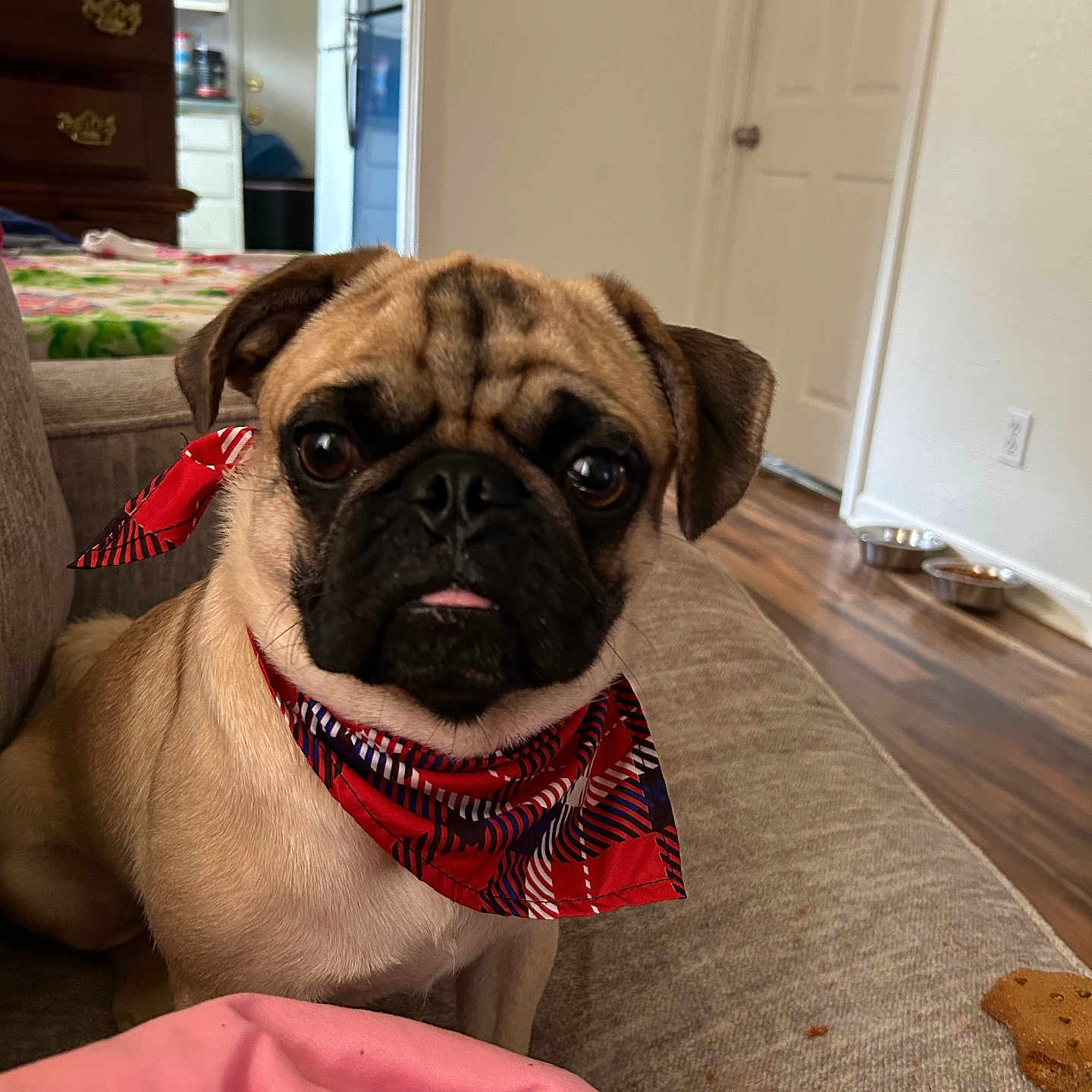 Milo is registered to the contest to win money with this photo: animal, attention, bandana, brown_dog, couch, cozy, cute, dog, dog_biscuit, domestic, furniture, home, indoor, living_room, pet, pug, sitting, small_dog, tongue_out, wood_floor