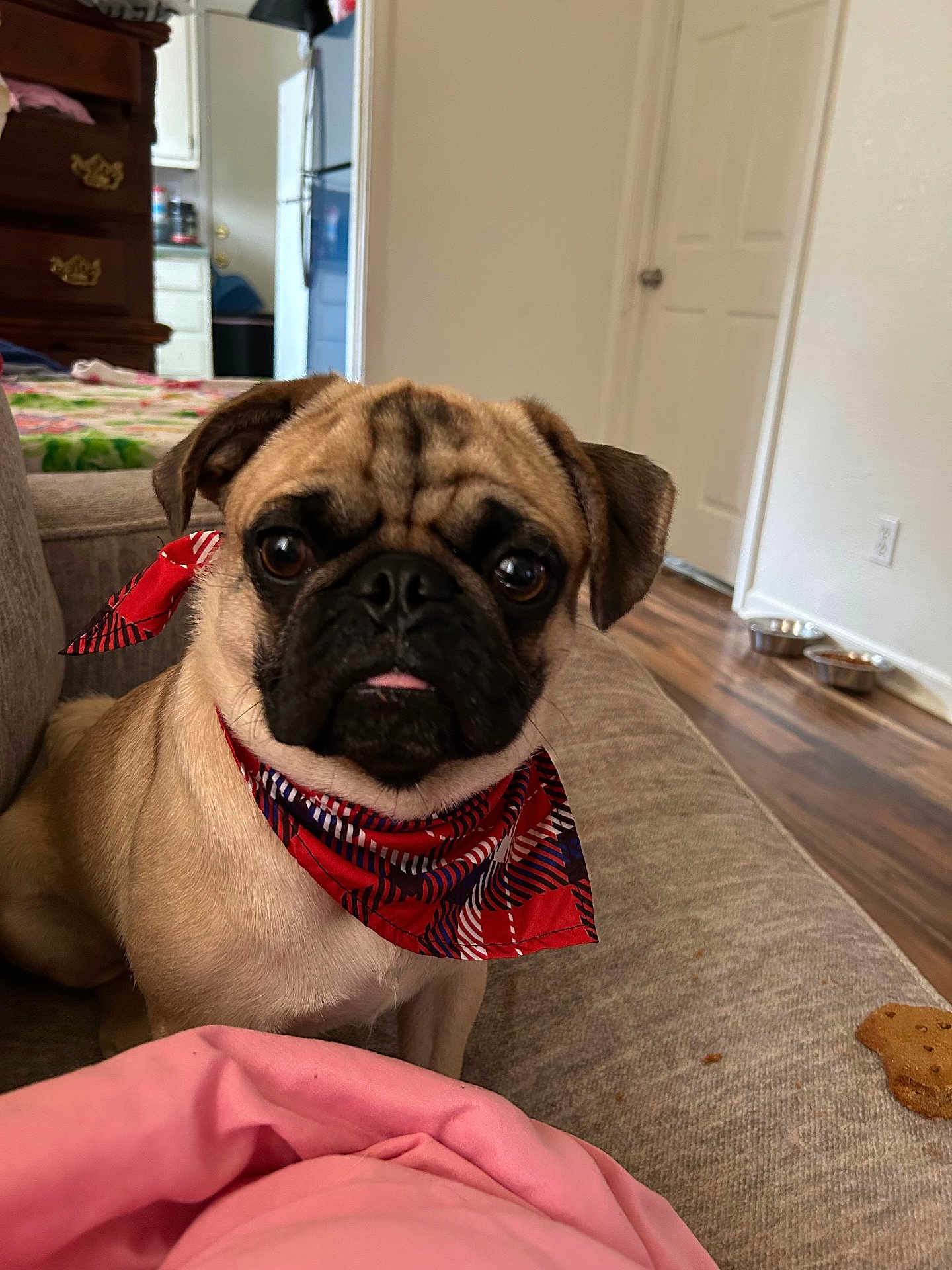 Milo is registered to the contest to win money with this photo: pug, dog, bandana, pet, indoor, couch, furniture, wood_floor, dog_biscuit, tongue_out, brown_dog, small_dog, living_room, home, cute, animal, domestic, attention, sitting, cozy