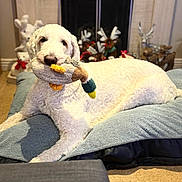 Sunny is registered to the contest to win money with this photo: dog, plush_toy, bed, fireplace, reindeer_decorations, carpet, indoor, cozy, white_dog, pet, animal, resting, holiday, soft_toy, furniture, living_room, cute, curly_fur, relaxed, decor