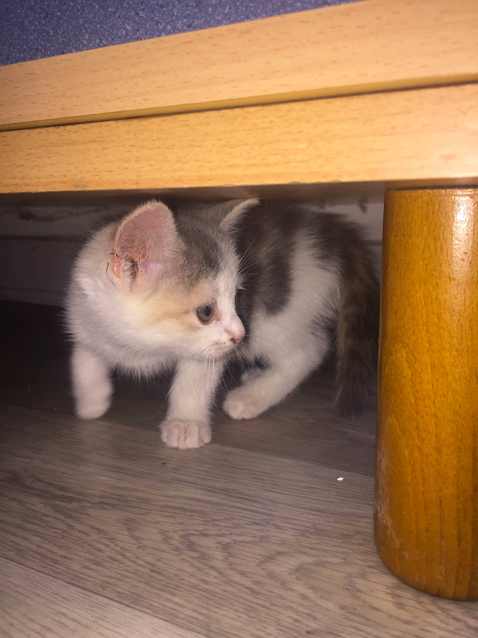 Tchikita participe au concours pour gagner de l'argent avec cette photo : american_curl, box, carnivore, cat, domestic_short_haired_cat, european_shorthair, fawn, felidae, floor, flooring, hardwood, kitten, mammal, munchkin, norwegian_forest_cat, polydactyl_cat, ragamuffin, small_to_medium_sized_cats, whiskers, wood