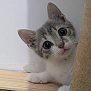 Moka a rejoint le concours — aidez-le/la à gagner de superbes lots ! kitten, cat, pet, curious, indoor, scratching_post, fur, whiskers, paws, wood_floor, wall, playful, young, cute, animal, domestic, closeup, small, adorable, wide_eyes