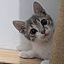 kitten, cat, pet, curious, indoor, scratching_post, fur, whiskers, paws, wood_floor, wall, playful, young, cute, animal, domestic, closeup, small, adorable, wide_eyes