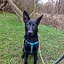 dog, black_dog, animal, pet, outdoor, grass, harness, leash, tree, nature, woodland, sitting, ears, canine, forest, daylight, muzzle, alert, young_dog, portrait