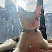 Indigo joined the competition — help win amazing prizes! animal, blanket, cat, collar, cozy, cute, domestic, feline, fur, indoor, kitten, paw, pet, portrait, relaxed, sunlight, sunshine, whiskers, window, young