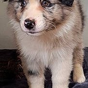 Aïka participe au concours pour gagner de l'argent avec cette photo : puppy, dog, fluffy, cute, pet, animal, fur, ears, nose, eyes, standing, indoor, blanket, soft, young, adorable, mammal, portrait, looking, cozy