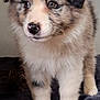 puppy, dog, fluffy, cute, pet, animal, fur, ears, nose, eyes, standing, indoor, blanket, soft, young, adorable, mammal, portrait, looking, cozy
