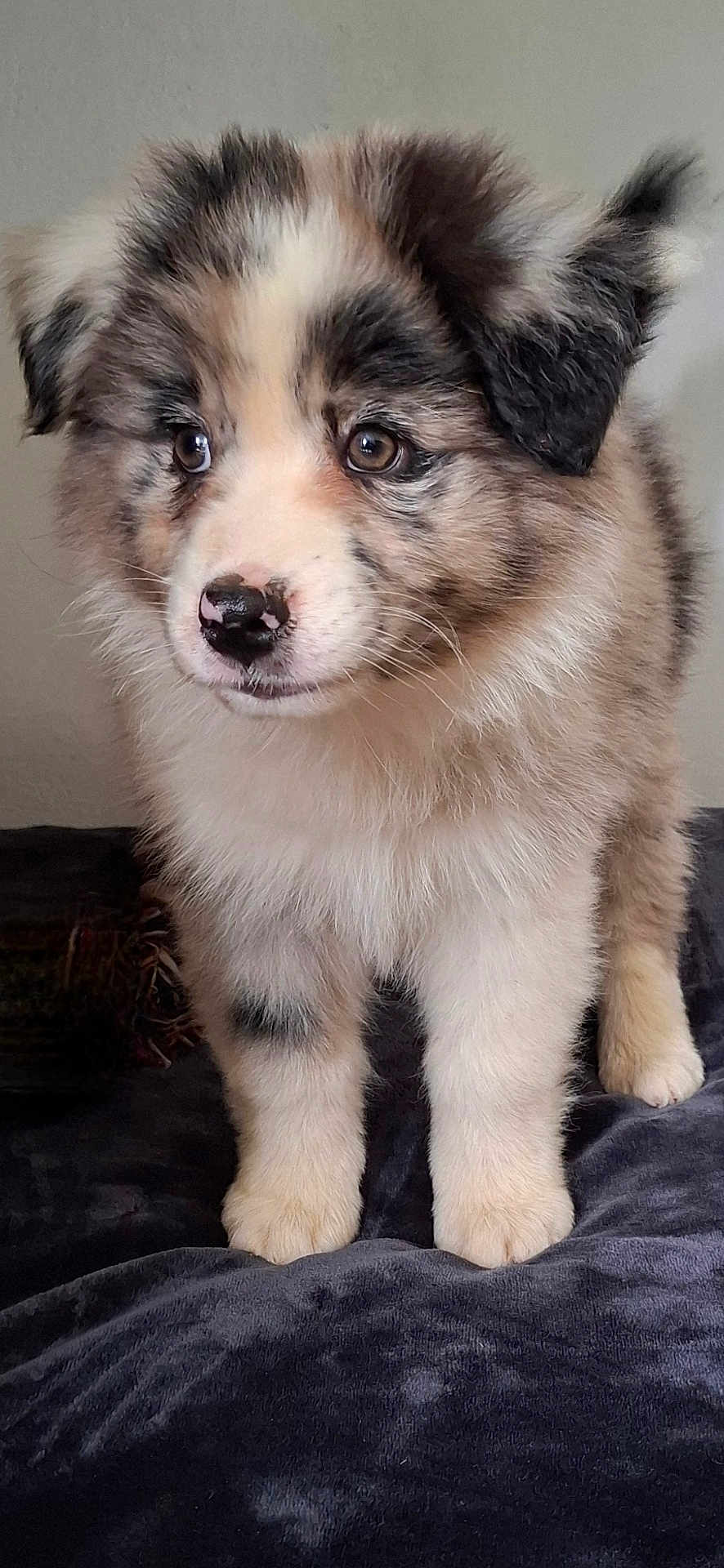 Aïka participe au concours pour gagner de l'argent avec cette photo : puppy, dog, fluffy, cute, pet, animal, fur, ears, nose, eyes, standing, indoor, blanket, soft, young, adorable, mammal, portrait, looking, cozy
