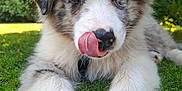 Aïka a rejoint le concours — aidez-le/la à gagner de superbes lots ! animal, closeup, cute, dog, fluffy, fur, garden, grass, greenery, nature, nose, outdoor, paw, pet, playful, portrait, puppy, summer, tongue, young