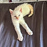 Neige participe au concours pour gagner de l'argent avec cette photo : bed, bedspread, blue_eyes, cat, container, curious, ears, feline, fur, home_interior, houseplant, indoor, kitten, paws, pet, shelf, stretching, whiskers, white_cat, young_animal
