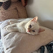 Neige participe au concours pour gagner de l'argent avec cette photo : kitten, cat, white_cat, blue_eyes, pillow, bed, blanket, stuffed_animal, teddy_bear, indoor, resting, cute, pet, fur, sleepy, cozy, soft_texture, animal, relaxed, cute_pet