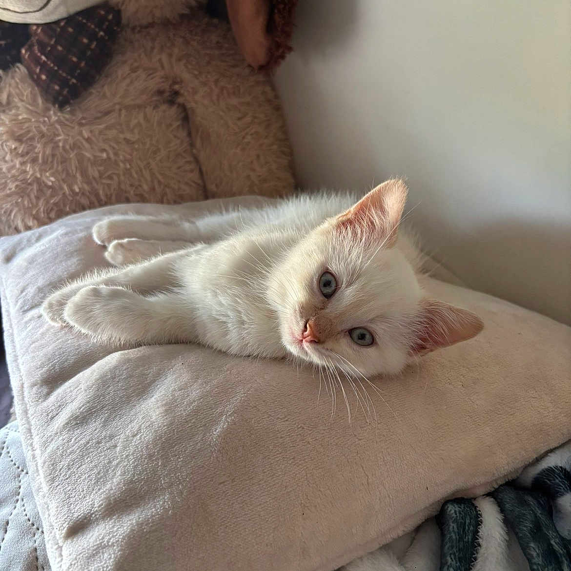Neige participe au concours pour gagner de l'argent avec cette photo : kitten, cat, white_cat, blue_eyes, pillow, bed, blanket, stuffed_animal, teddy_bear, indoor, resting, cute, pet, fur, sleepy, cozy, soft_texture, animal, relaxed, cute_pet