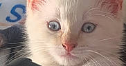 Neige a rejoint le concours — aidez-le/la à gagner de superbes lots ! kitten, cat, white_cat, blue_eyes, close_up, smartphone, curious, pet, fur, ears, indoor, animal, whiskers, face, pink, technology, cute, young, portrait, looking
